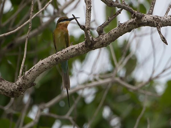 <h3><a href="/trips/srilanka/biota/animalia/chordata/aves/037 coraciiformes/006 meropidae/merops philippinus/merops philippinus-nl.html">Merops&nbsp;philippinus</a> / Blue‑tailed&nbsp;bee‑eater / Blauwstaartbijeneter</h3>NIKON D500 met AF-S Nikkor 80-400mm f/4.5-5.6G ED VR, 1/1600 sec  bij F5.6, ISO 320, afstand 14.9&nbsp;m